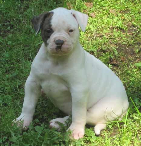 amerikaanse bulldog